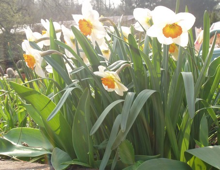 Narcisses au gite en alsace